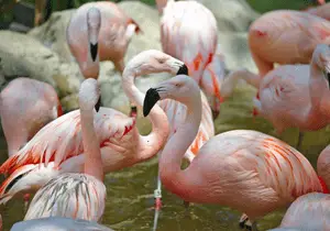 Top 7 storage centers in houston 5 The Houston Zoo
